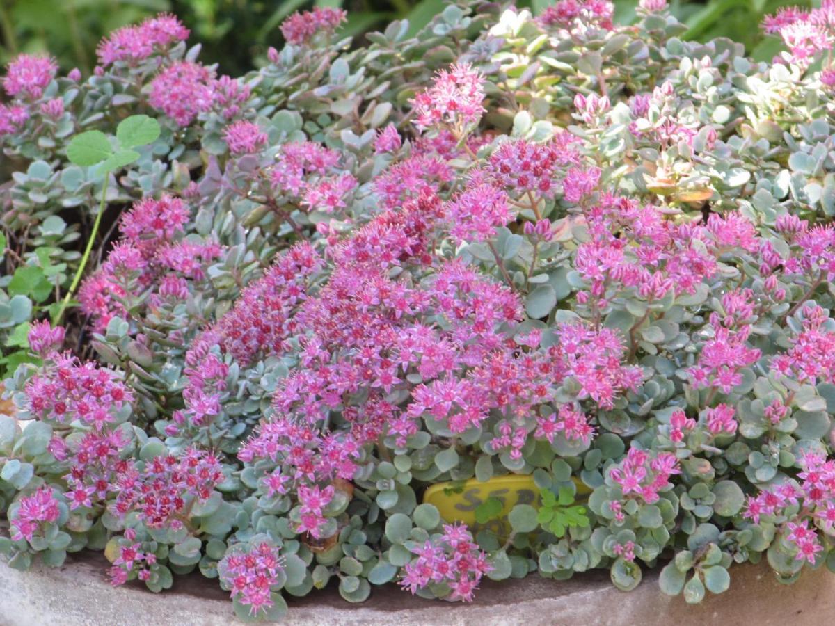 Apiflore Garéoult Exterior foto