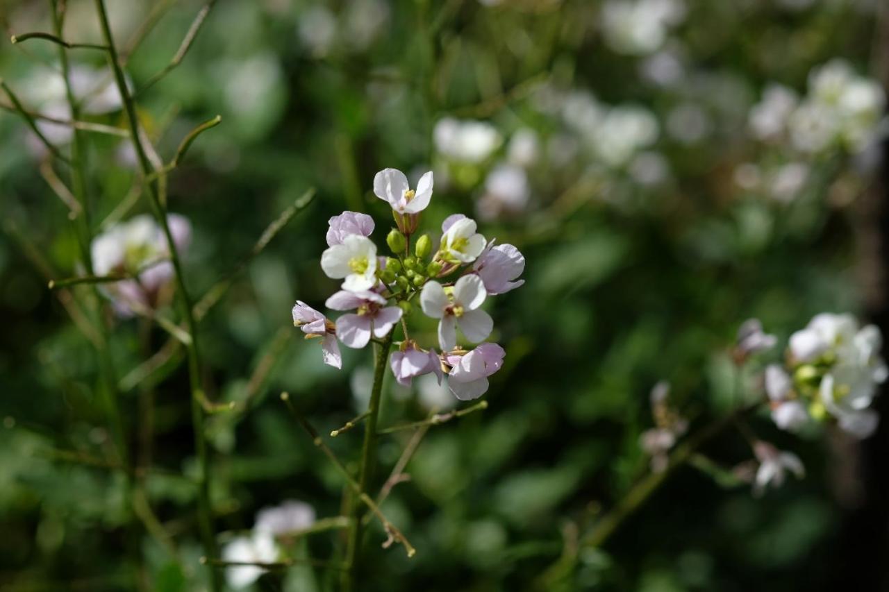 Apiflore Garéoult Exterior foto